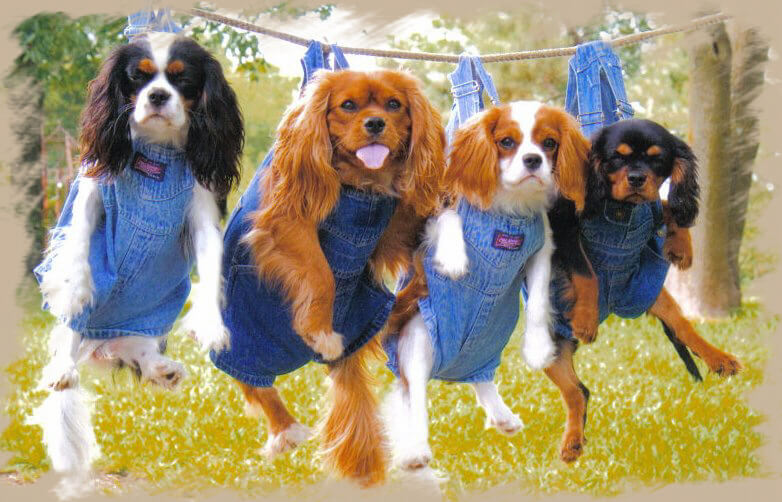 cavalier king charles spaniel club