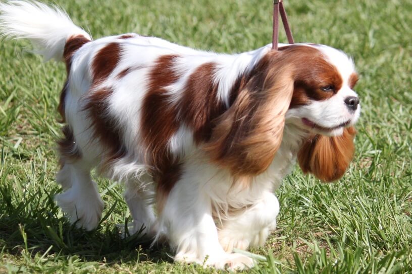 cavalier king charles spaniel