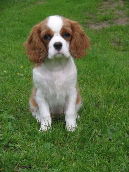 cavalier photo