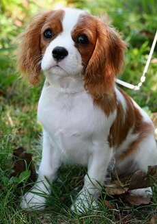 cavalierkingcharlesspaniel