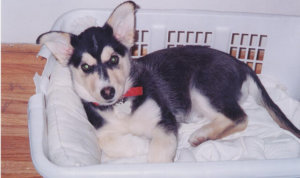 corgi husky crate training