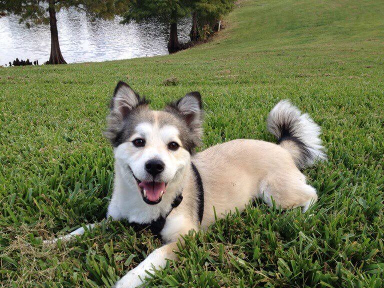 corgi husky mix california