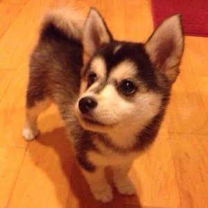 corgi husky mix cost