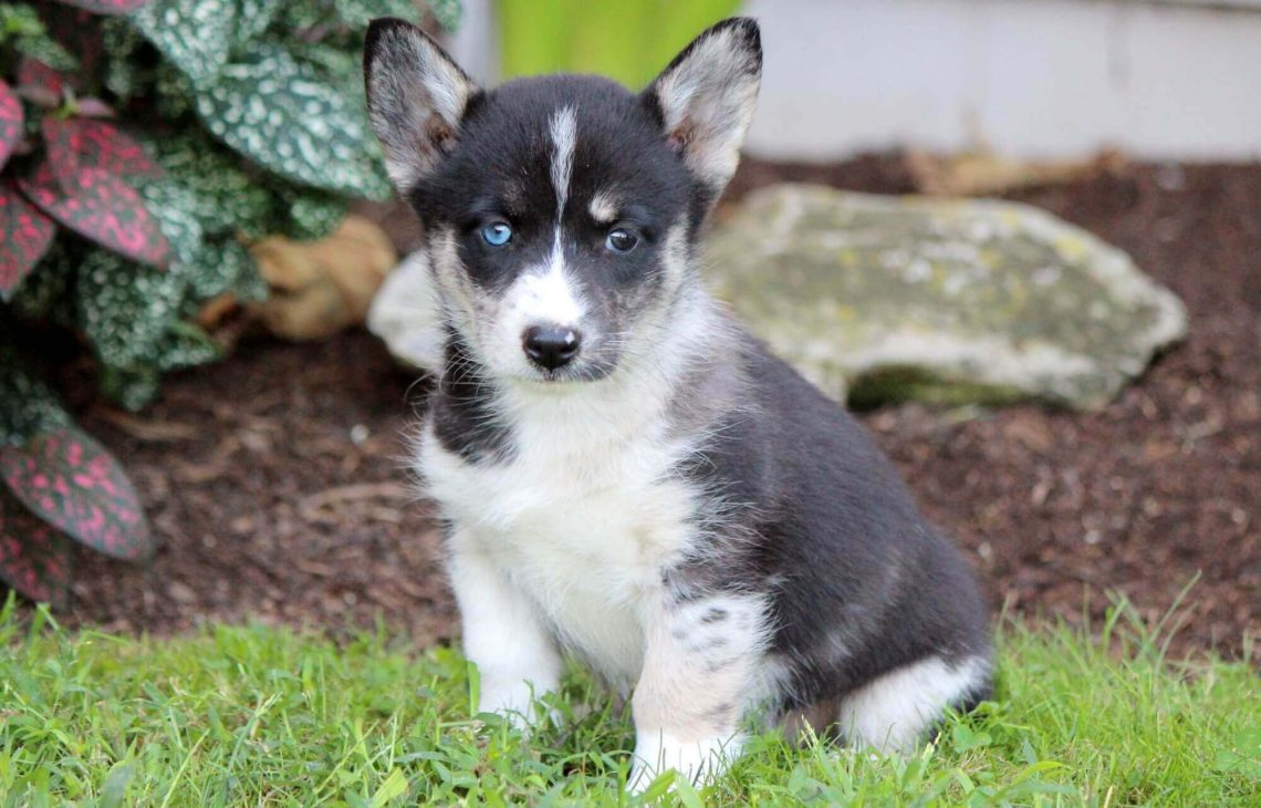 corgi husky mix for sale