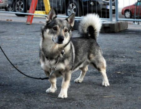 corgi husky mix rescue