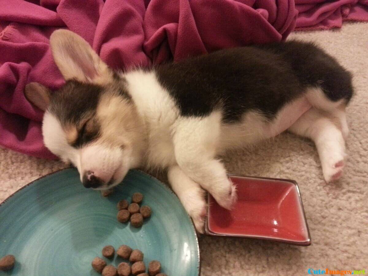 corgi-husky-mix-with-food-pictures