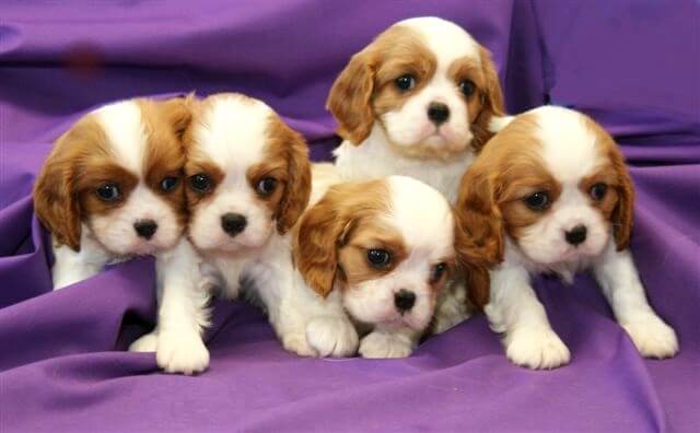 cute cavalier puppies 