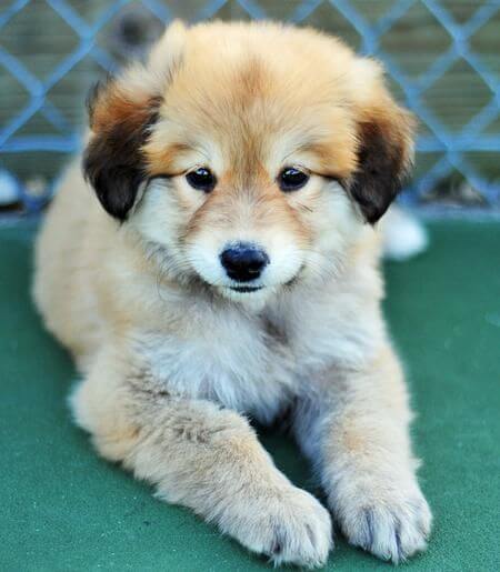 golden shpherd cute puppy photo