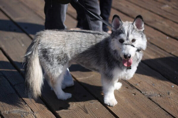 husky corgi mix breeders