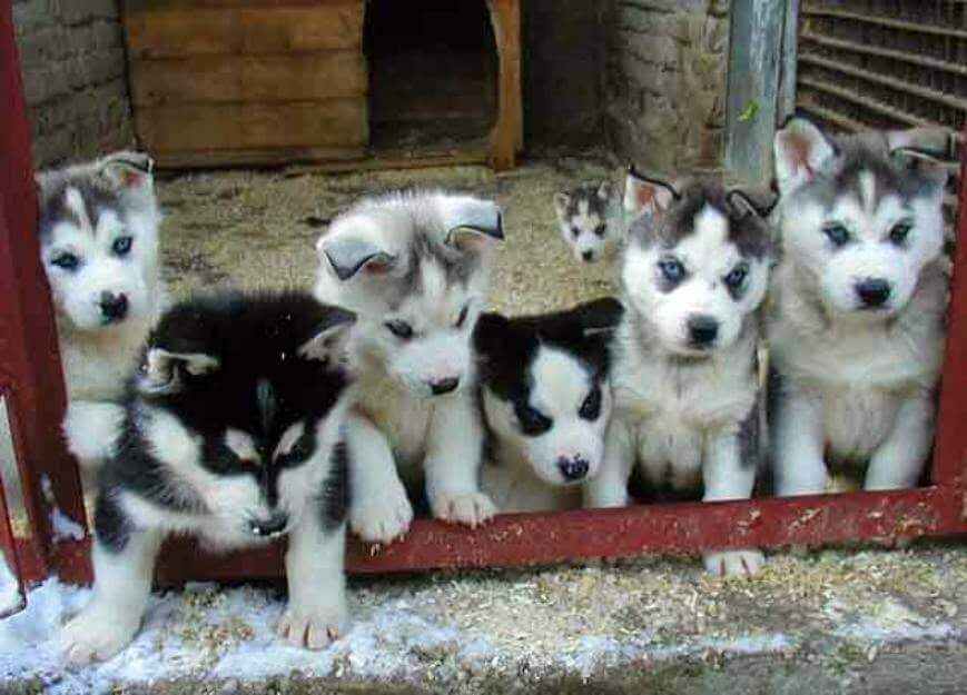 husky corgi mix puppies photo