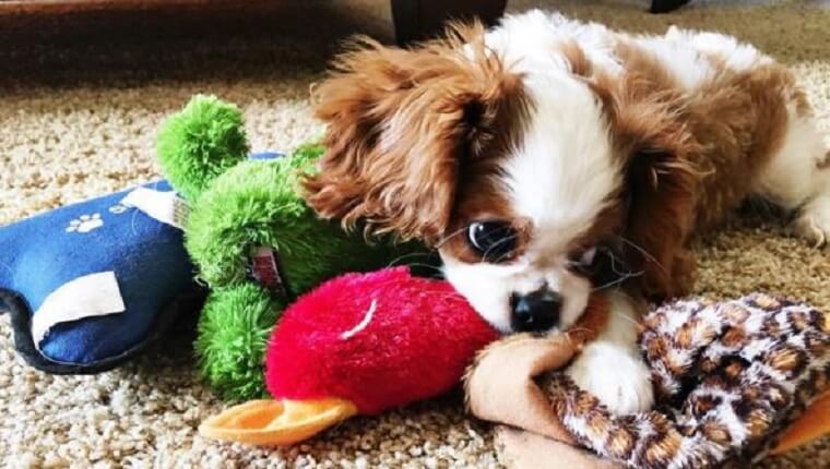 king puppy with toy