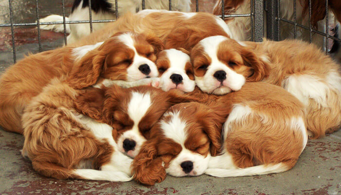 king spaniel puppies