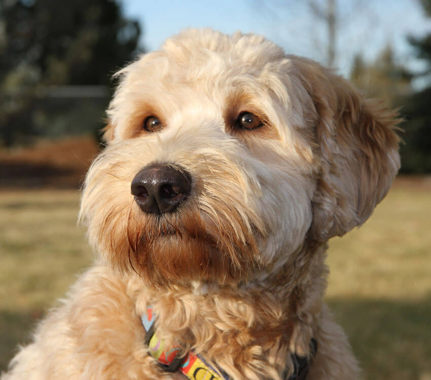 Labradoodle Labradoodle characteristics, appearance and pictures