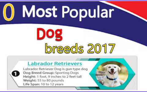 Most popular dogs 2017