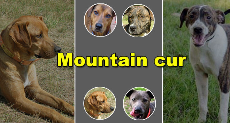 mountain cur puppies for sale in pa