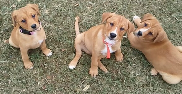 mountain cur puppies photo