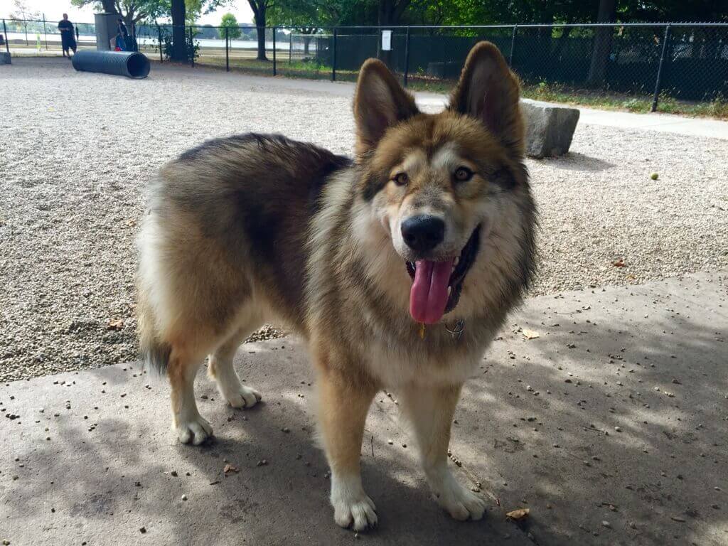 native american indian dog akc