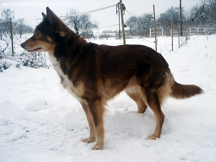 native american indian dog colors