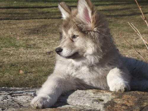 native american indian dog rescue