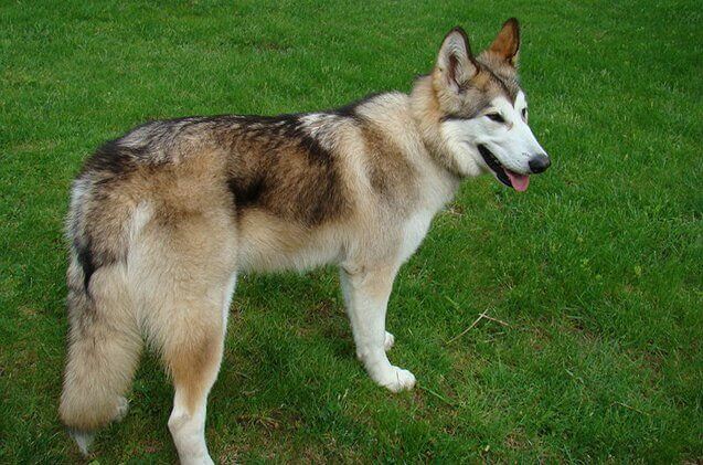 native american indian dog short hair