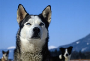 siberian husky