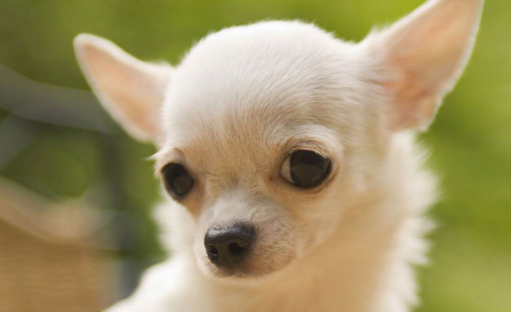 small chihuahua photo