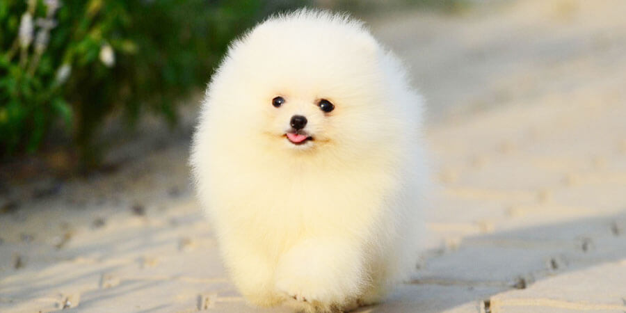 smallest pomeranian photo