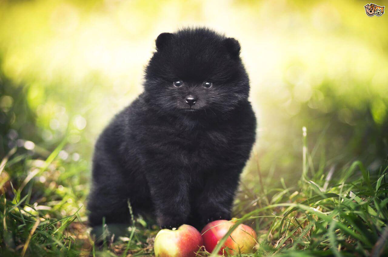 Black pomeranian