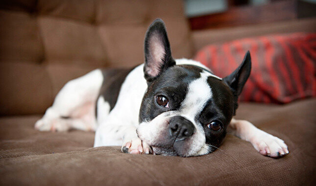 Boston Terrier Dog Breed