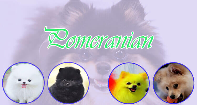 Pomeranian