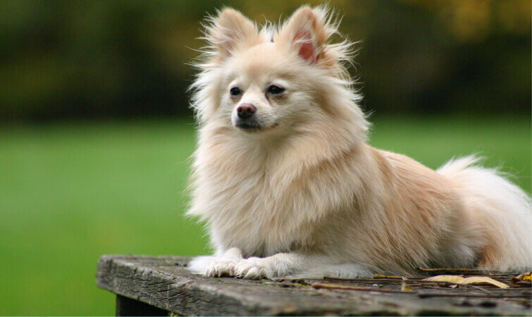 Pomeranian Cutest Dog Breeds