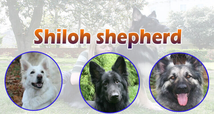 Shiloh shepherd