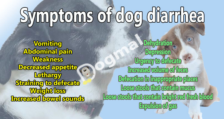 Dog Diarrhea Causes Symptoms And Treatments