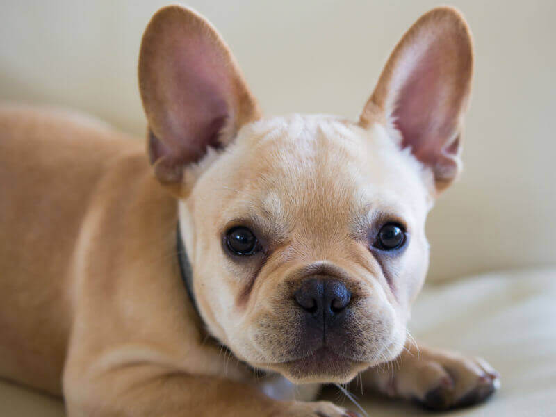 french_bulldog