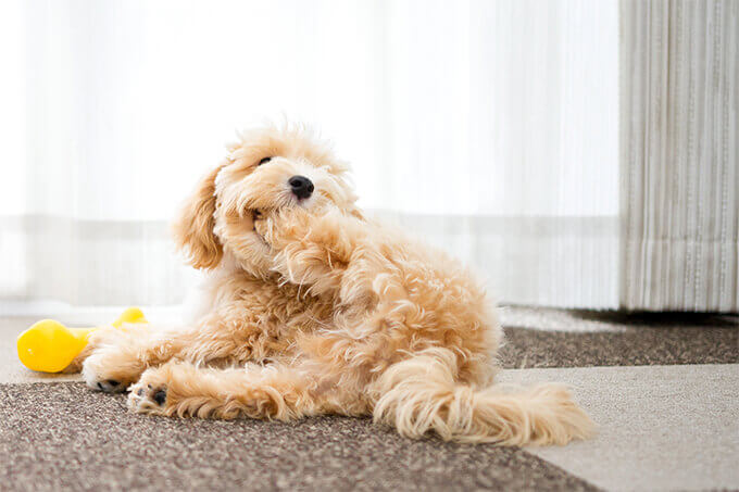 maltipoo puppies for sale in texas