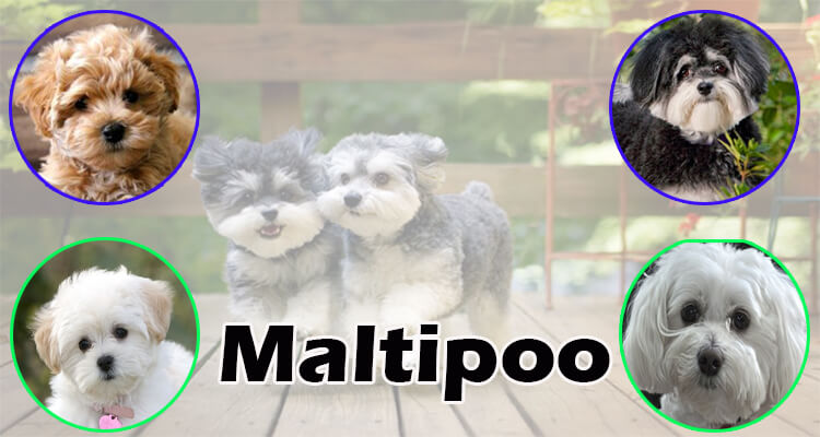 maltipoo-color