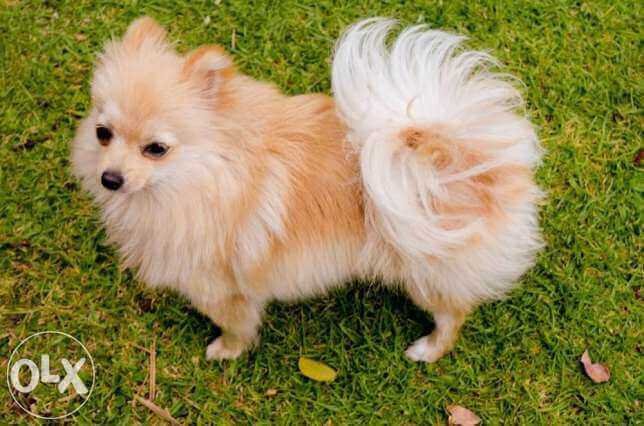 pomeranian puppies for sale