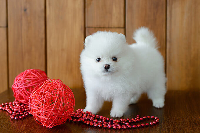 pomeranian puppy photo 