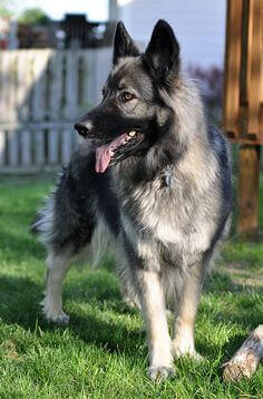 shiloh shepherd dog photo 