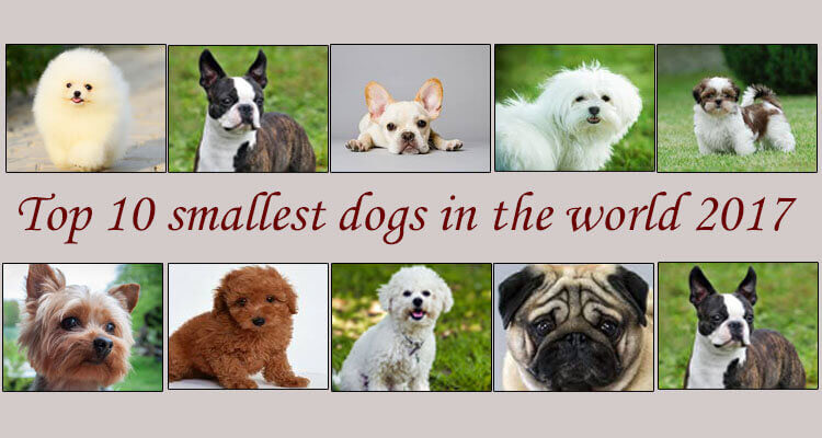 name the smallest dog in the world