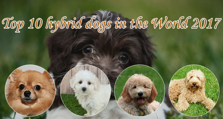 top 10 hybrid dogs in the world 2017