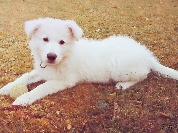 white shepherd puppy photo