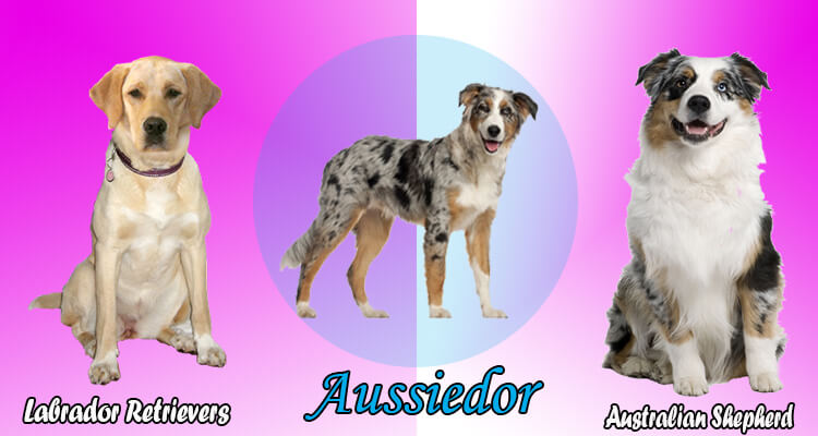 Australian Shepherd Lab Mix Characteristics Appearance And Pictures