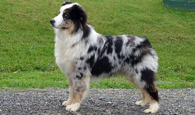 Aussiedors dog breed photo