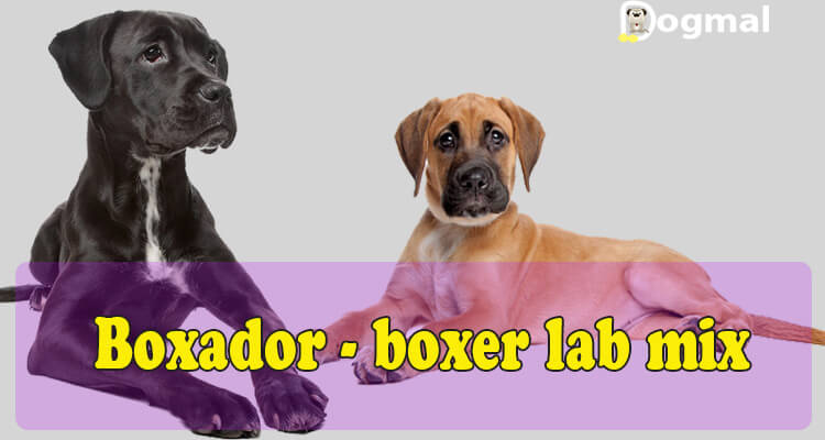 boxador price