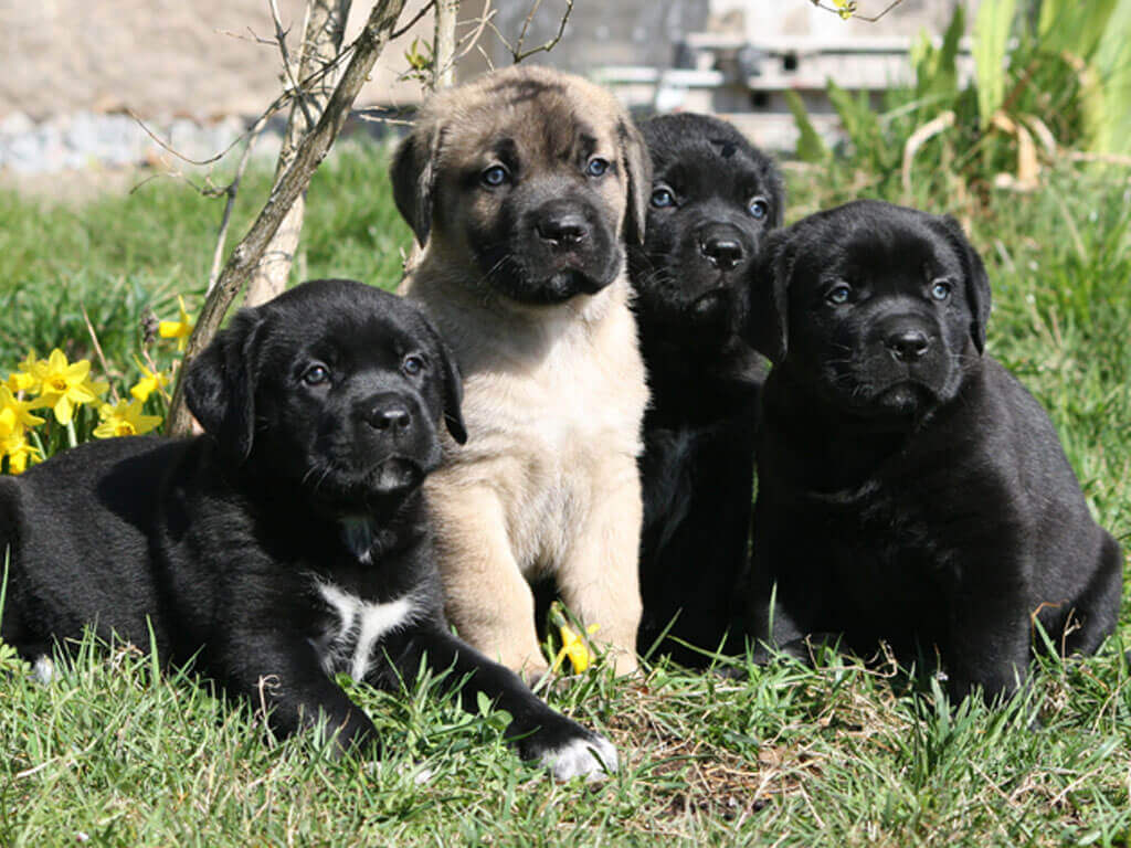 photo des chiots boxers