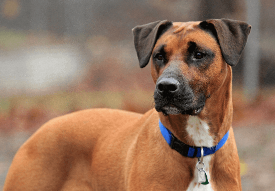 Boxer Lab Mix