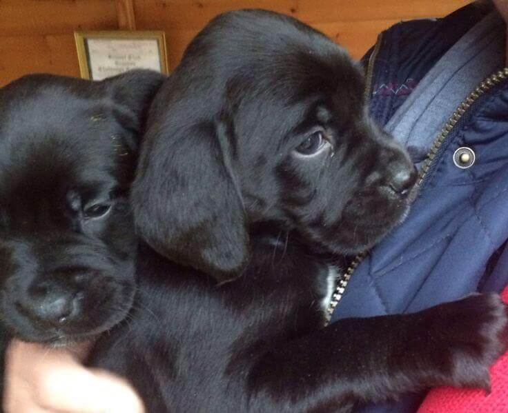 Boxer Lab Mix puppies photo