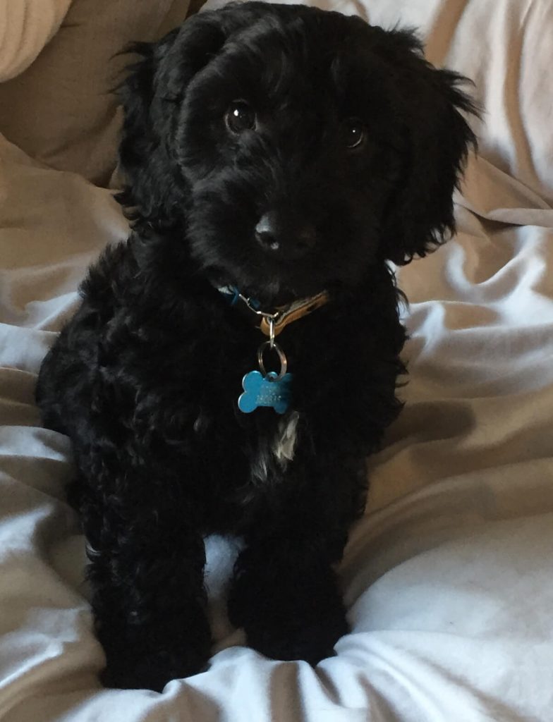 46+ Fully Grown Black Spoodle Dog Gif