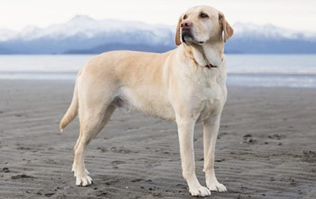 Labrador Retriever Dog